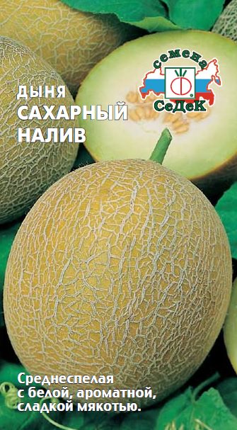 Дыня Сахарный налив  Дыня Сахарный налив