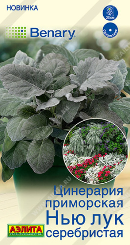 Цинерария Нью Лук серебристая
