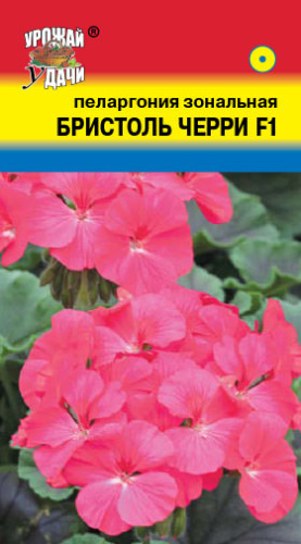 Пеларгония Бристоль F1 Черри