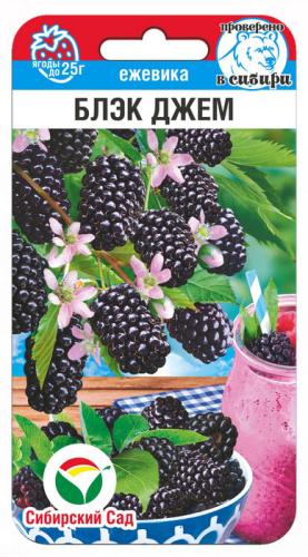 Ежевика Блэк Джем