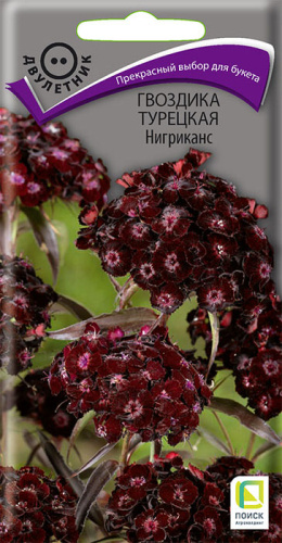 Гвоздика Нигриканс турецкая