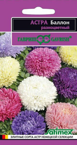 Астра Баллон разноцветный густомахровый