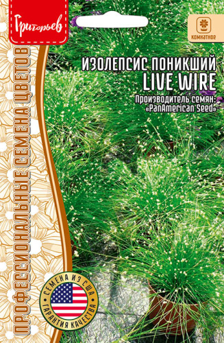 Изолепсис поникший Live Wire