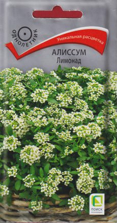 Алиссум Лимонад