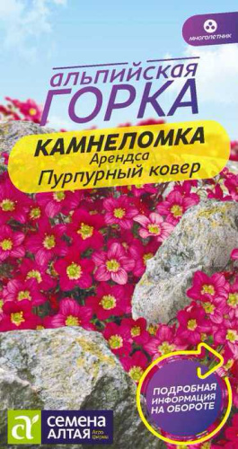 Камнеломка Пурпурный ковер арендса 