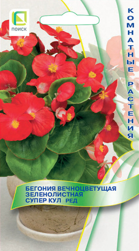 Бегония Шансон Розово-белая клубн. амп.