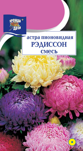 Астра РЭДИССОН, смесь пионовидная