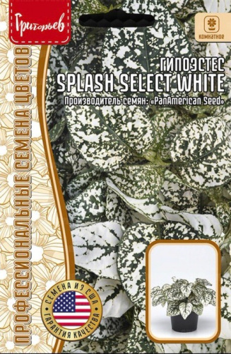 Гипоэстес Сплэш Селект Белый (Splash Select White)