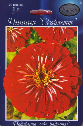 Цинния Скарлетт/1шт
