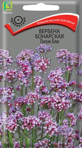 Вербена бонарская Лилак Блю