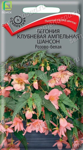 Бегония Шансон F1 Розово-белая клубн. амп. 10шт