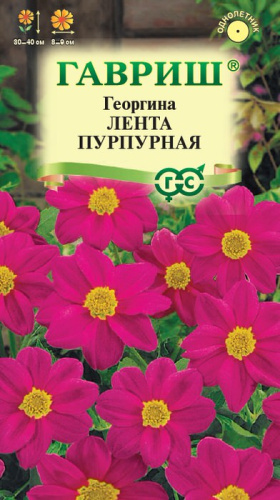 Георгина Лента пурпурная 