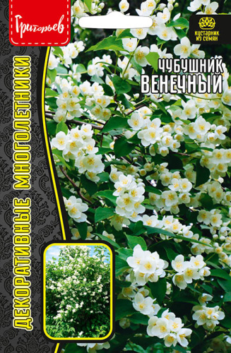 Чубушник Венечный (Philadelphus coronarius)