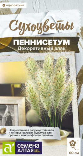 Пеннисетум мохнатый злак декоративный  Сухоцветы