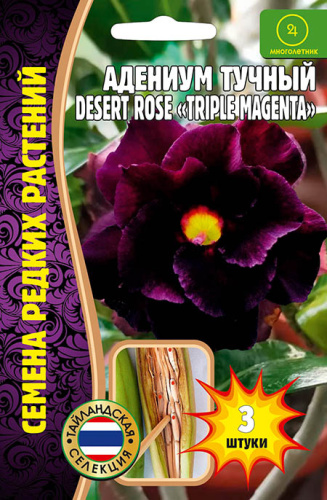 Адениум Роза Пустыни Тройной пурпурный (Desert RoseTriple Magenta)