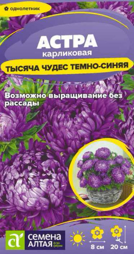 Астра Тысяча чудес Темно-синяя карликовая 