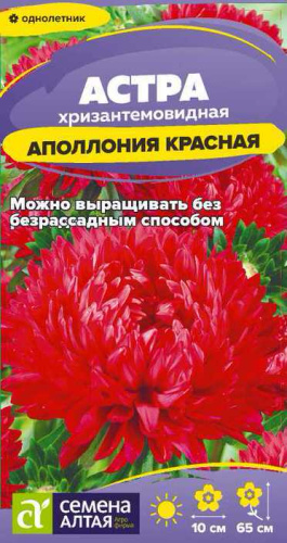 Астра Аполлония Красная 