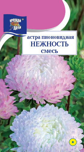 Астра Нежность, смесь пионовидная