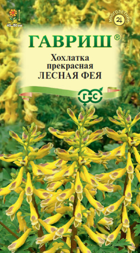 Хохлатка Лесная фея, красивая 