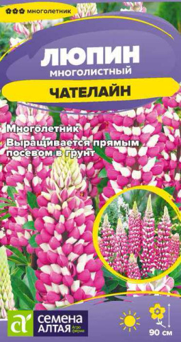 Люпин Чателайн многолетник