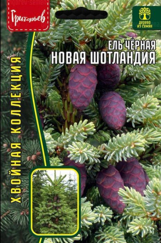 Ель Новая Шотландия чёрная (Nova Scotia) 