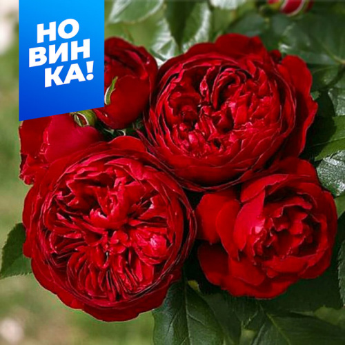 Роза Эротик Рококо