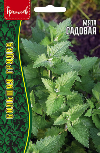 Мята Садовая