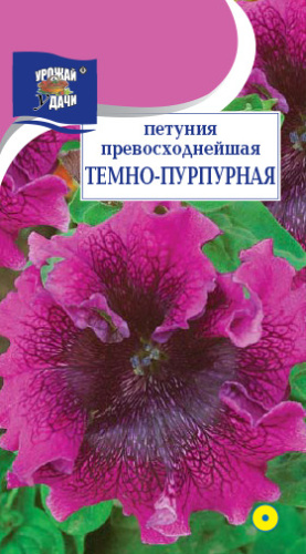 Петуния Тёмно-пурпурная 