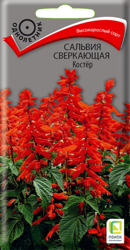 Сальвия Костер сверкающая 