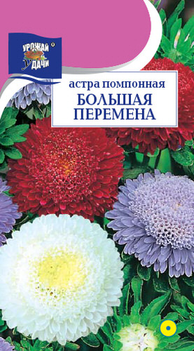 Астра Большая Перемена, помпонная смесь 