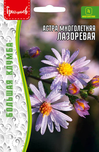 Астра Лазоревая многолетняя