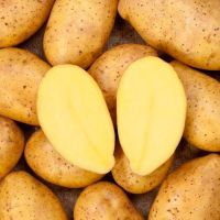 Картофель семенной Садон 2кг (Суперэлита) купить