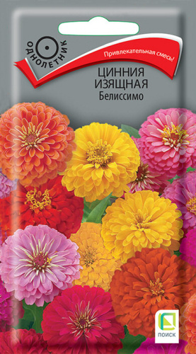 Цинния Белиссимо изящная