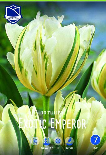 Тюльпан Фостера "Exotic Emperor" (1х10шт)