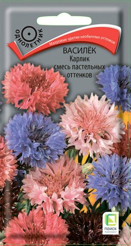 Василек Карлик смесь пастельных оттенков