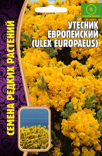 Утесник Европейский