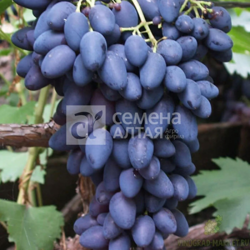 Виноград Кармен