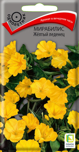 Мирабилис Желтый леденец