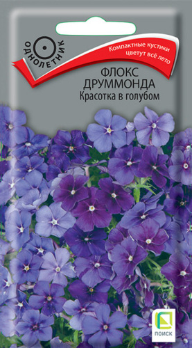 Флокс Красотка в голубом друммонда