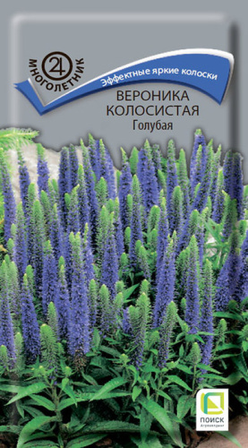 Вероника колосистая Голубая