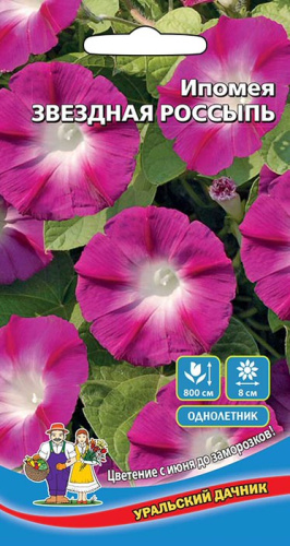 Ипомея пурпурная Звездная Россыпь 
