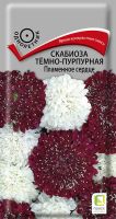 Скабиоза Пламенное сердце темно-пурпурная купить