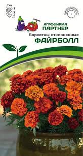 Бархатцы Файрболл отклоненные