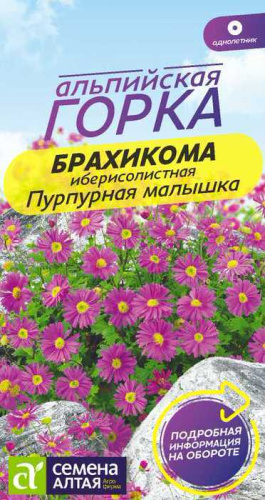 Брахикома Пурпурная малышка Альпийская горка