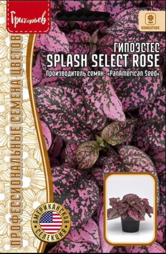 Гипоэстес Splash Select Rose PanAmerican