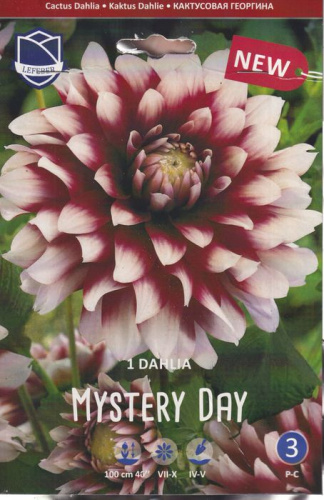 Георгина декоративная Mystery Day /1шт