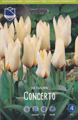 Тюльпан Кауфманиана "Concerto" (1х10шт)