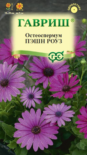 Остеоспермум Пэшн роуз 