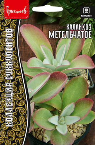 Каланхоэ Метельчатое