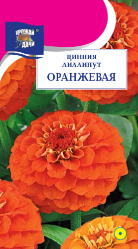 Цинния лиллипут Оранжевая